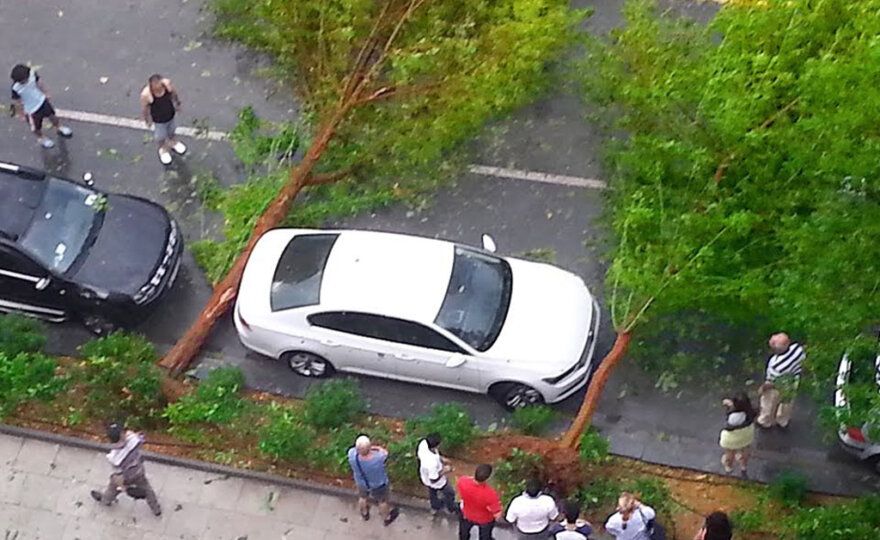 Car surrounded by fallen trees